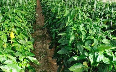 微生物好色先生苹果下载与普通好色先生TV免费下载肥效对比