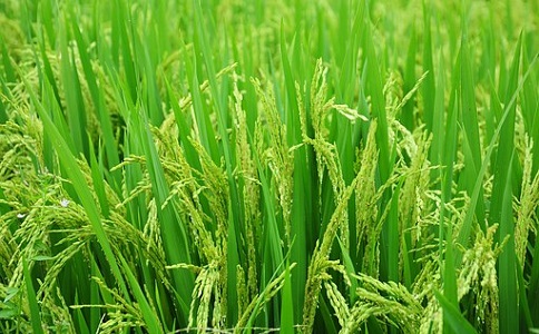 新型好色先生苹果下载推广应用前景